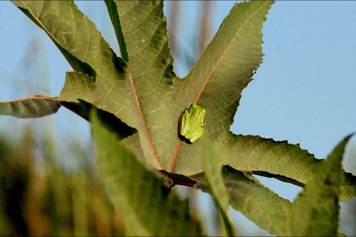 hylameridionalis135