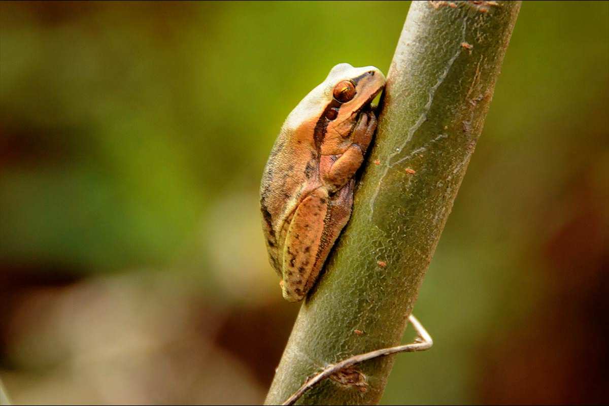 hylameridionalis152