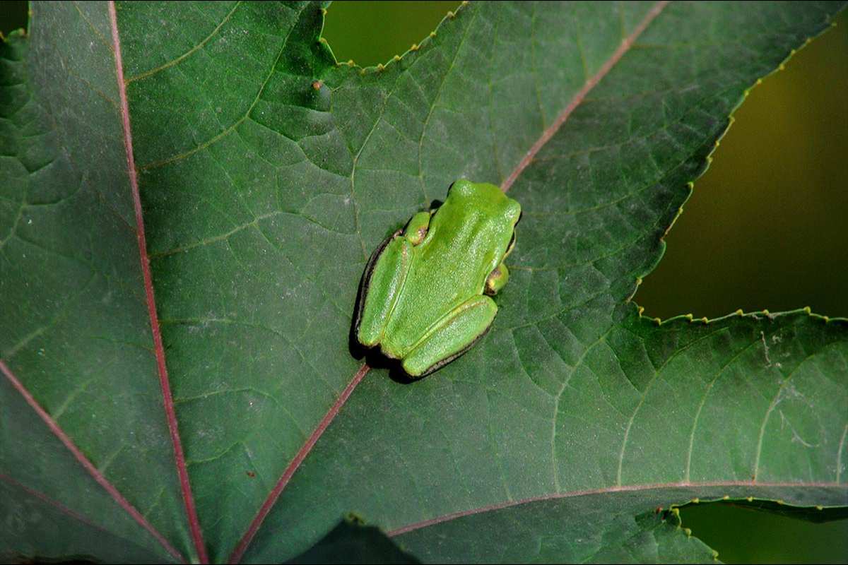 hylameridionalis91