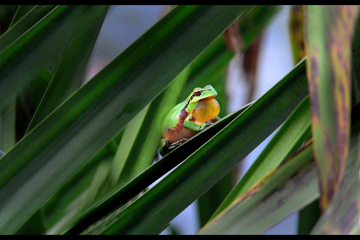 hylameridionalis-OK