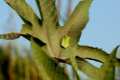 hylameridionalis135