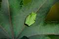 hylameridionalis91