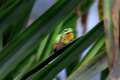hylameridionalis-OK