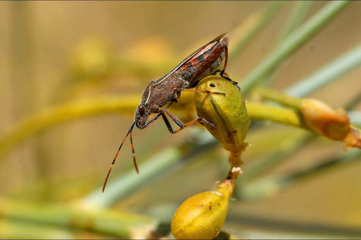 Alydus calcaratus