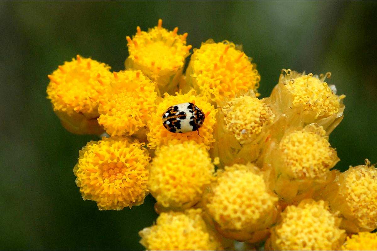 Anthrenus pimpinellae