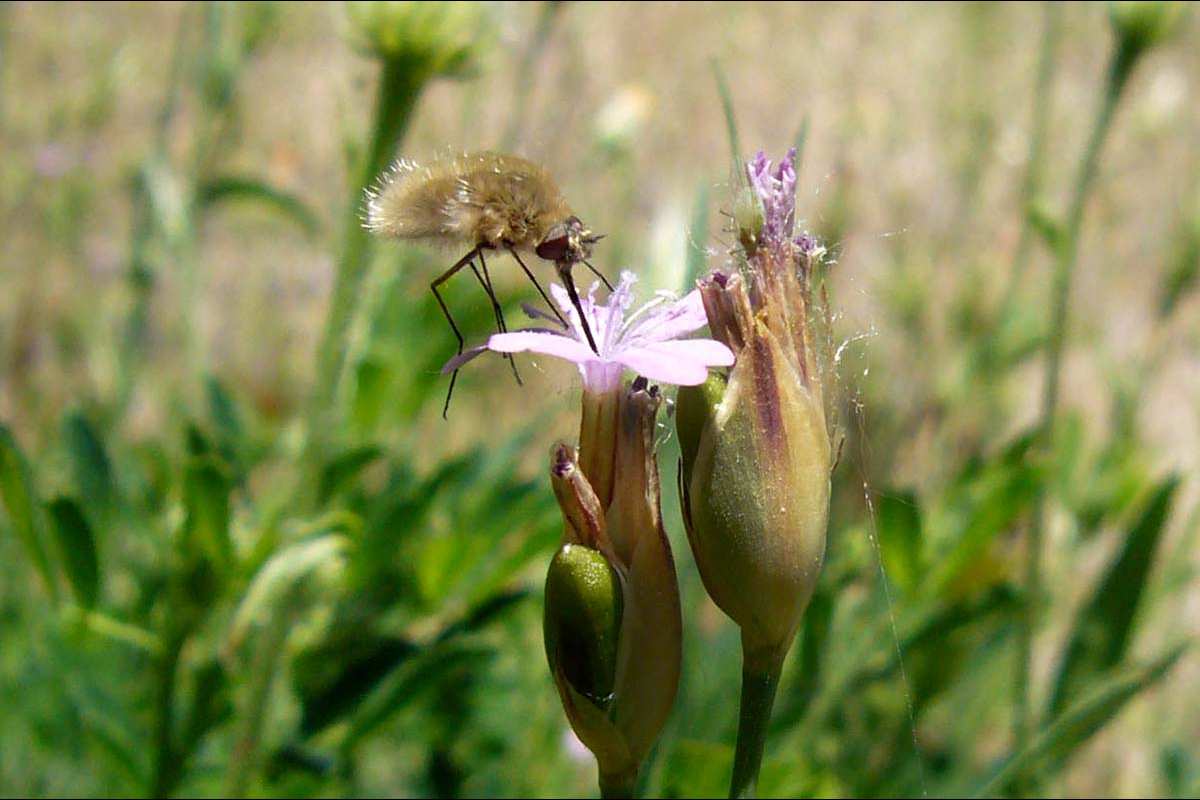 Bbombylius major