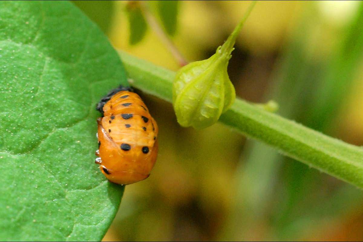 Ninfa de Coccinella septempunctata
