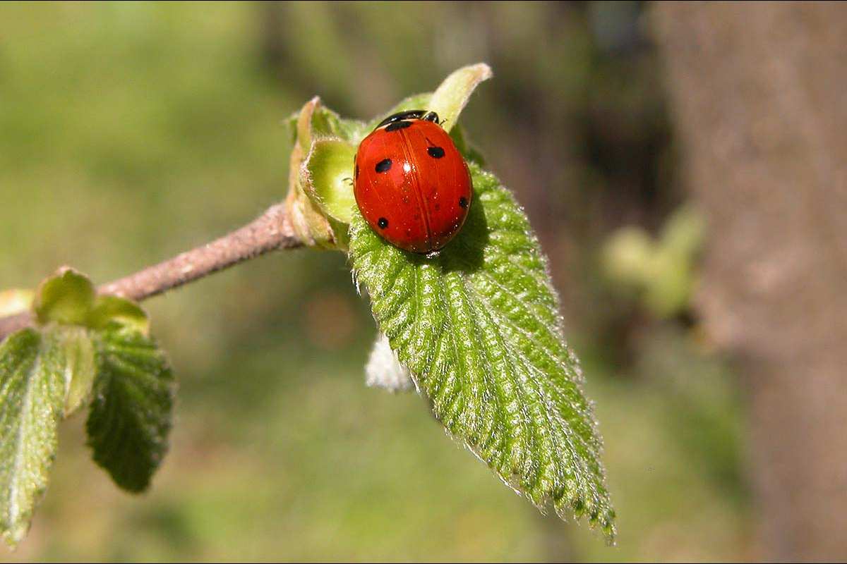 Coccinella septempunctata