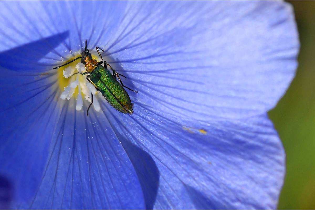 Chrysanthia viridissima