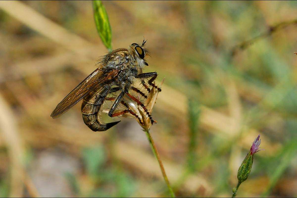 Erax barbatus