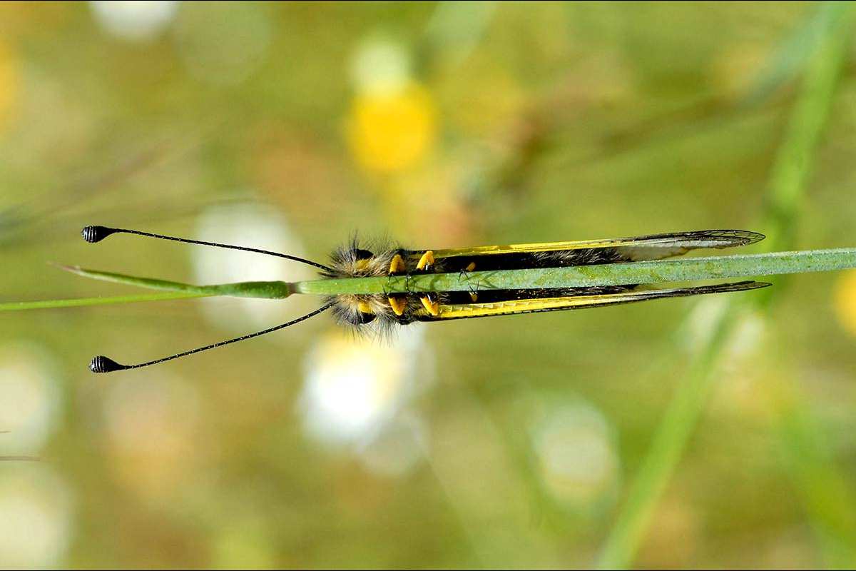 Libelloides baeticus