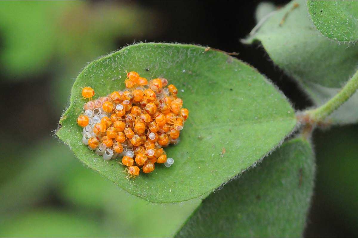 Nezara viridula, eclosión