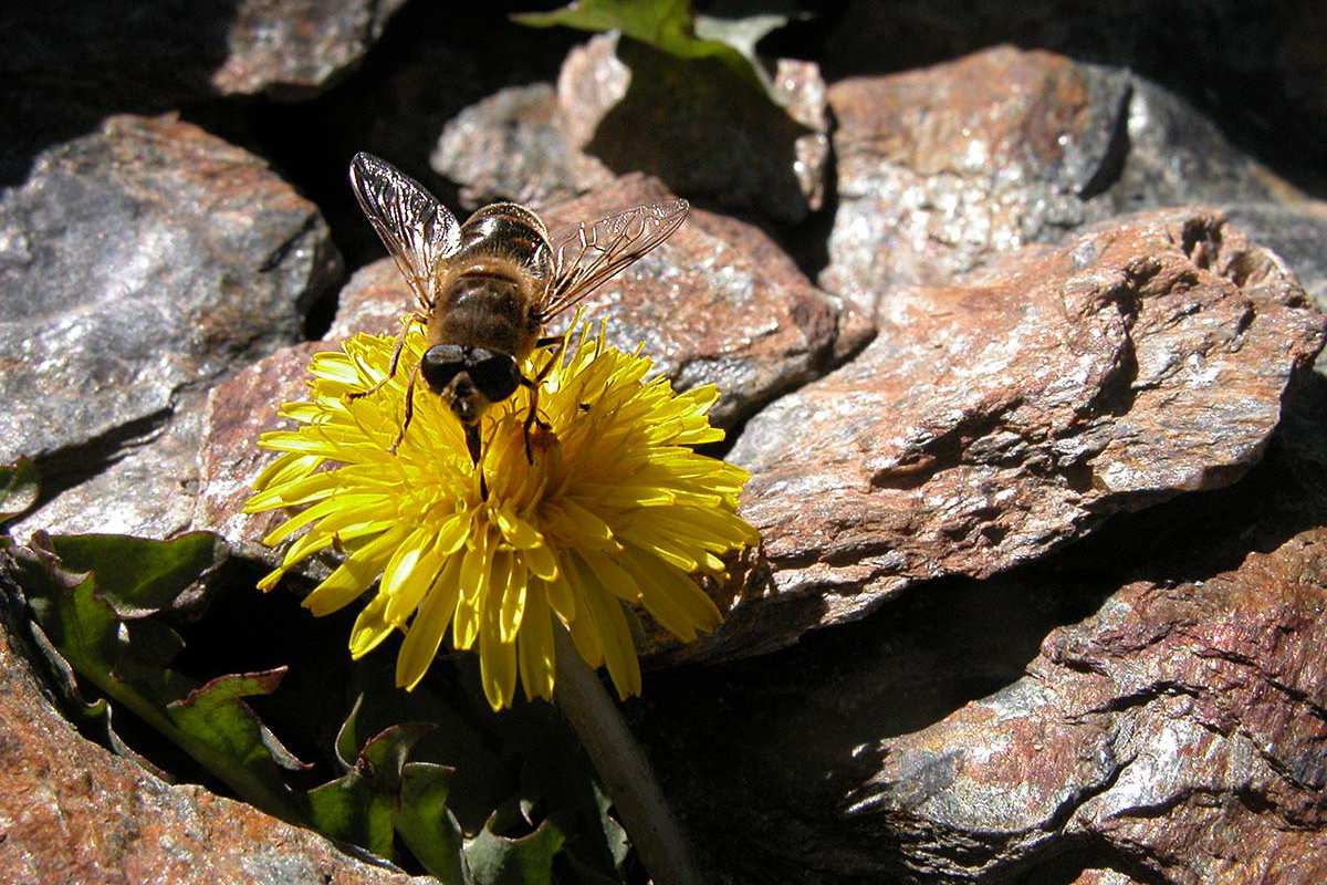 Taraxacu mnevadense