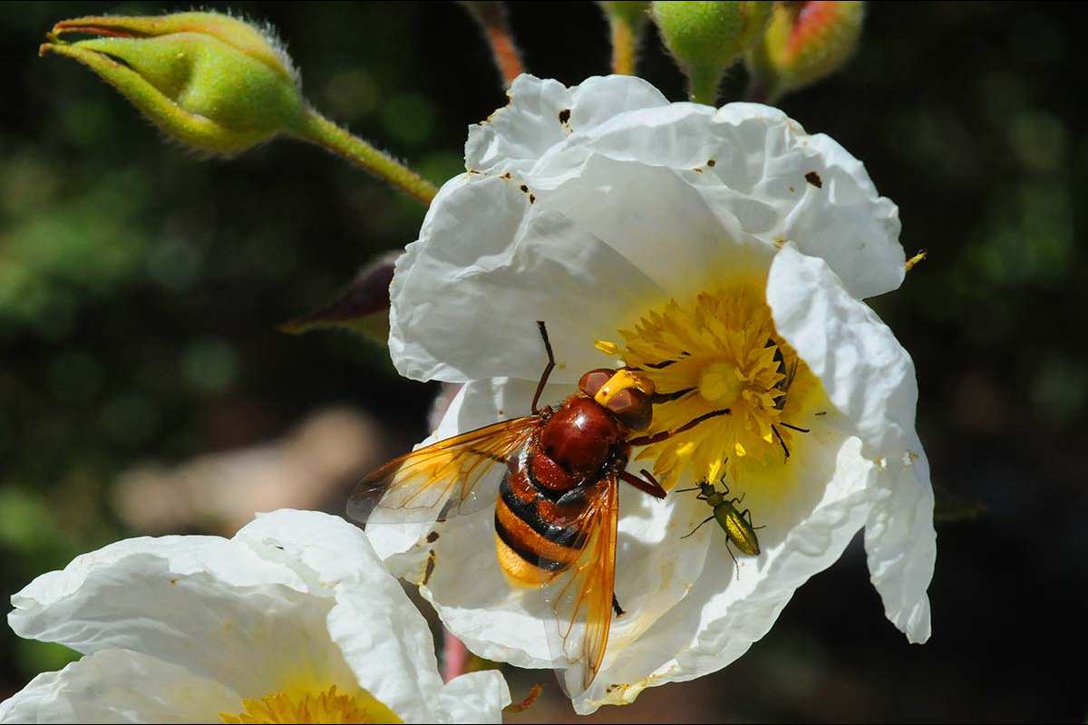 Volucella zonaria