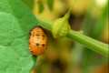 Ninfa de Coccinella septempunctata