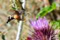 Macroglossum stellatarum, Esfinge colibri
