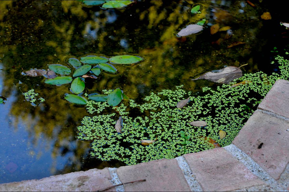 botanico-cordoba57