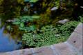 botanico-cordoba57