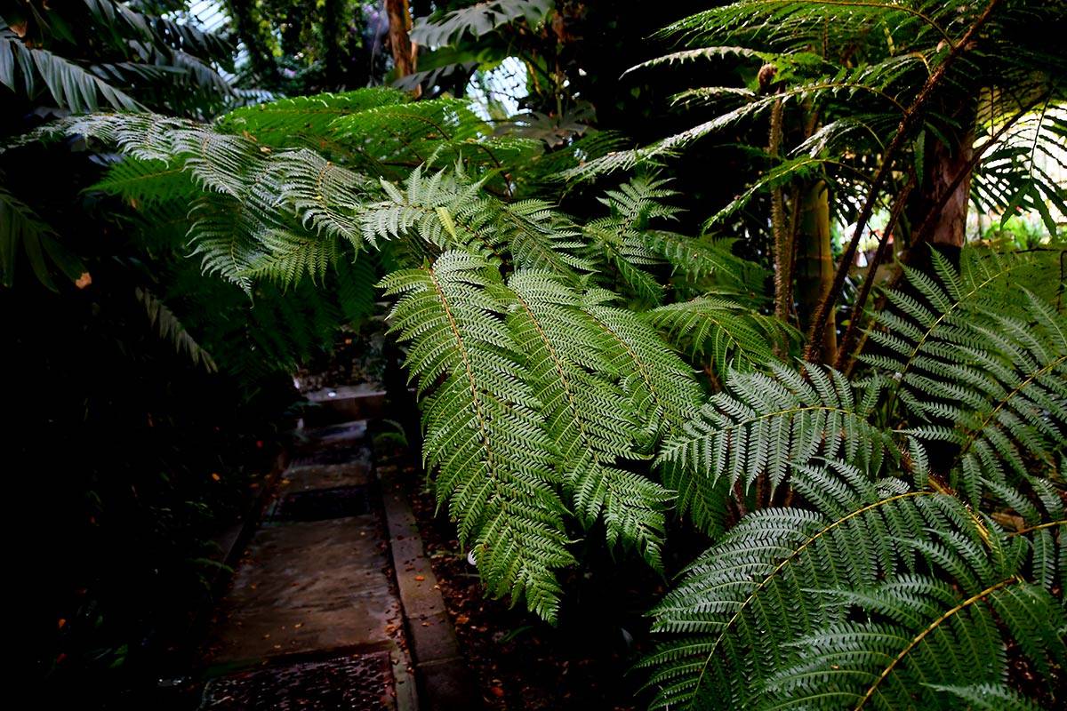 jardin-botanico-madrid-05