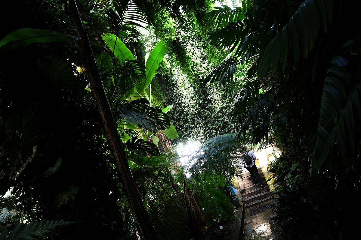 jardin-botanico-madrid-06