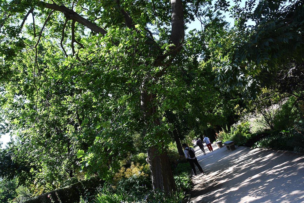 jardin-botanico-madrid-15