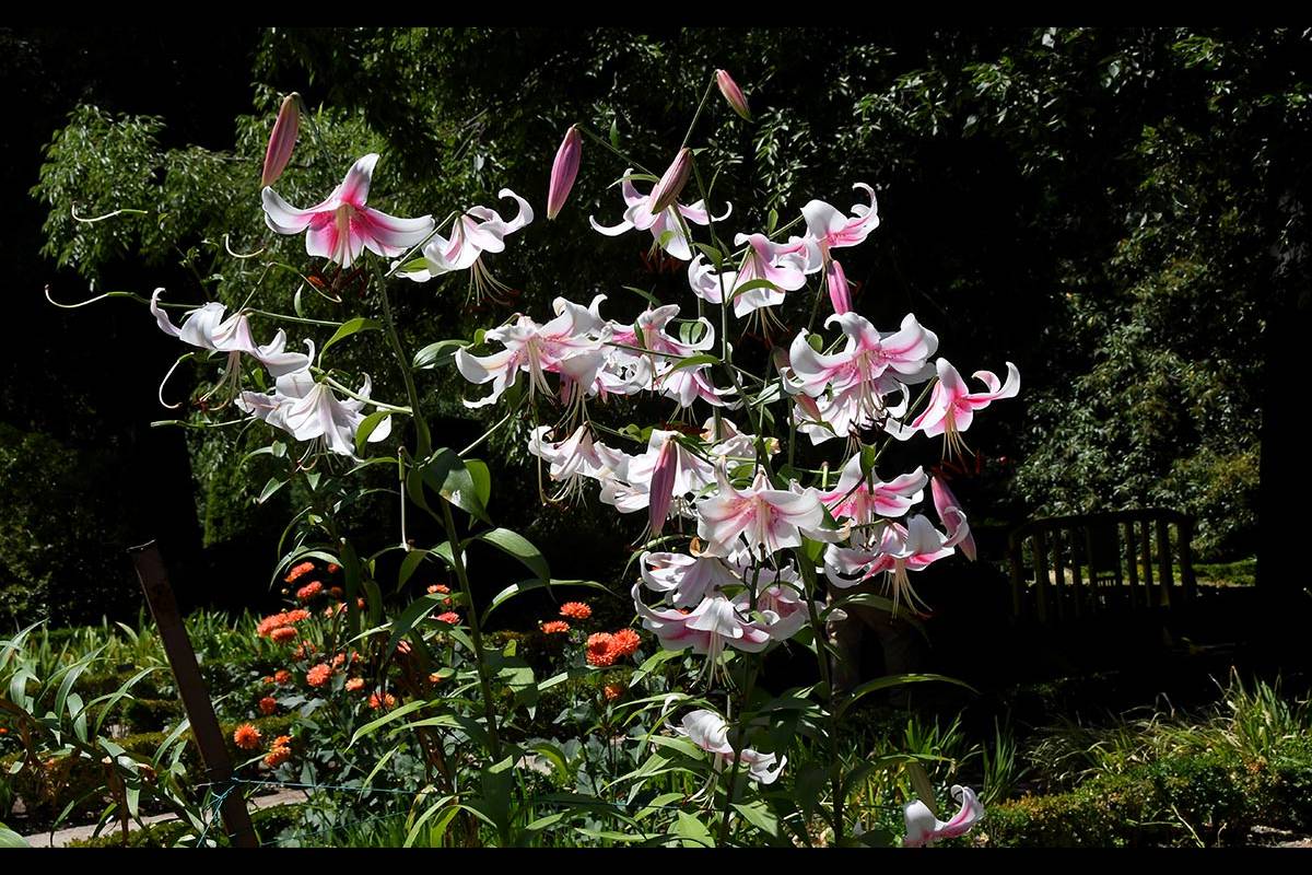 jardin-botanico-madrid-18
