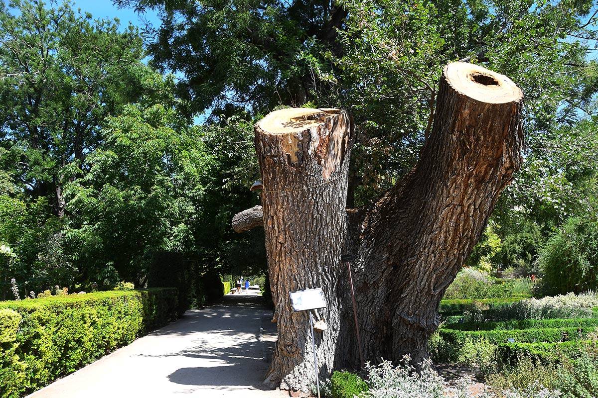 jardin-botanico-madrid-19