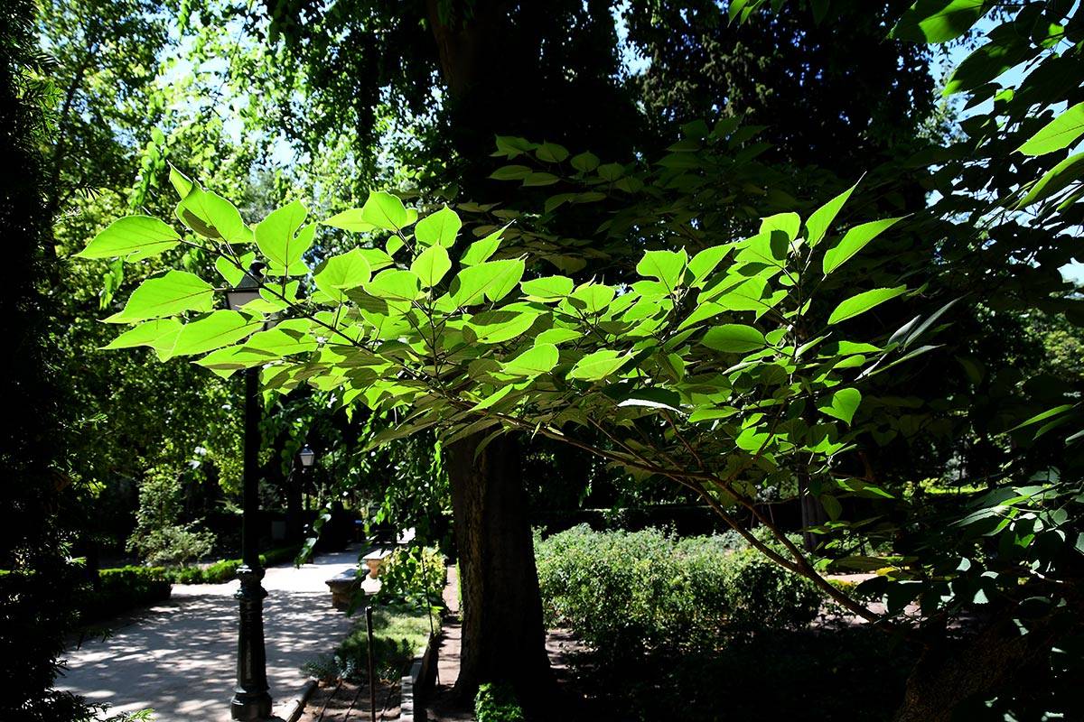 jardin-botanico-madrid-22
