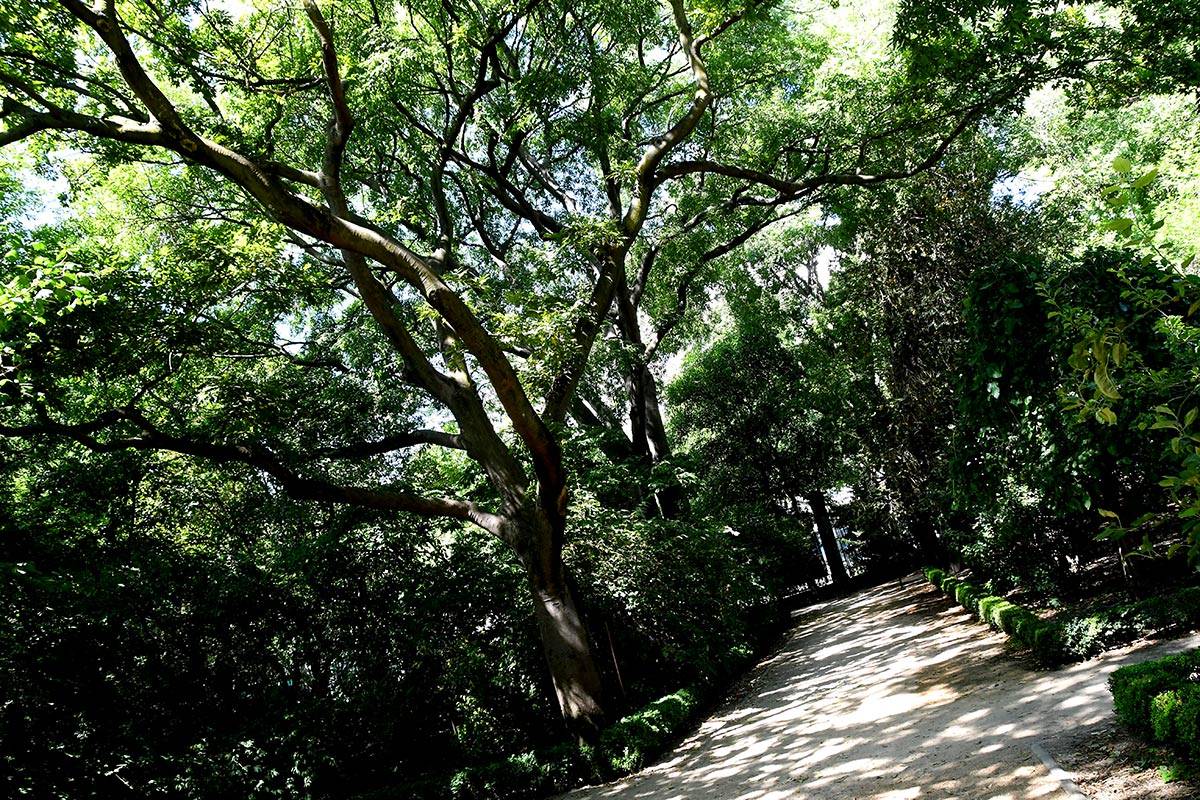 jardin-botanico-madrid-29