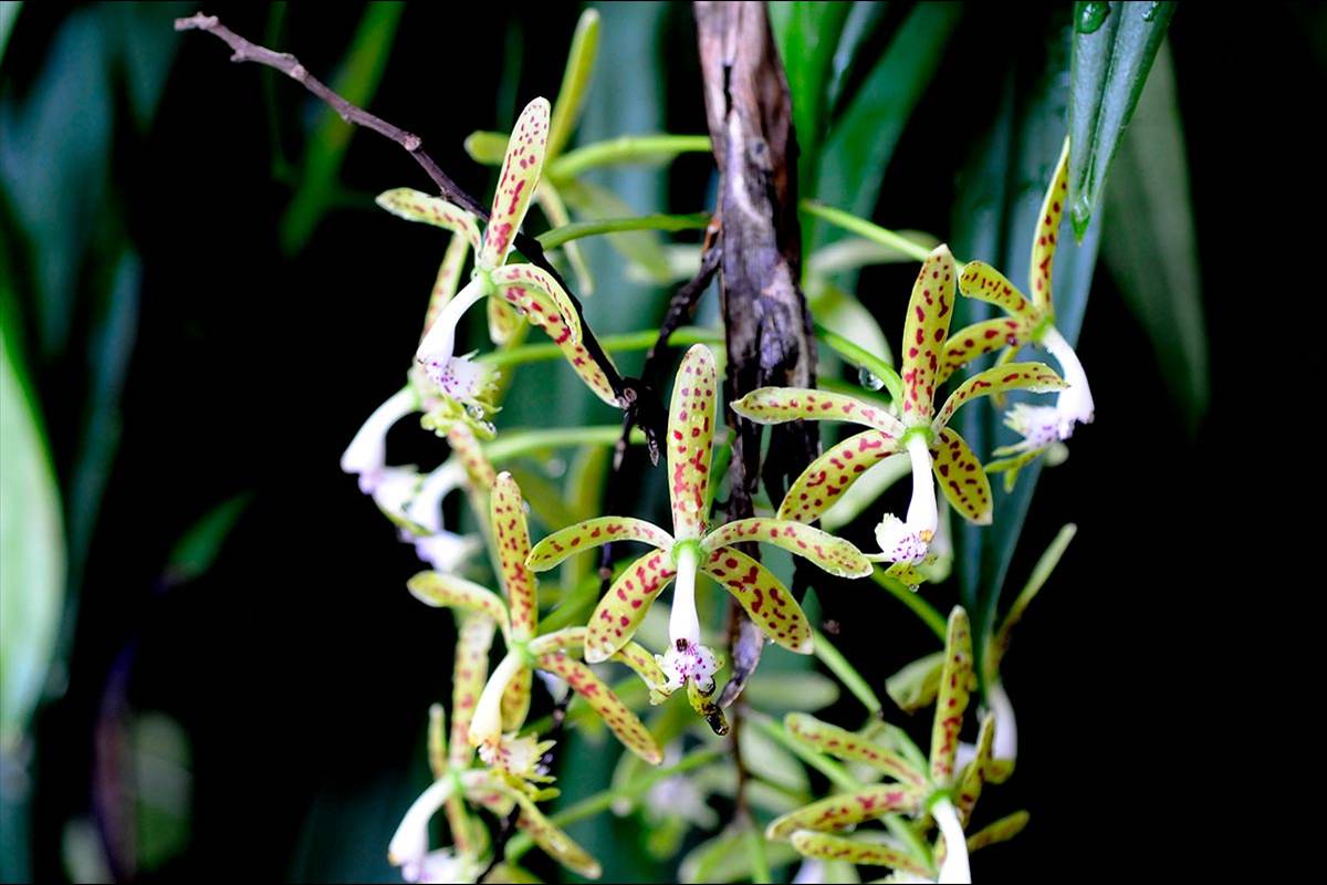 jardin-botanico-madrid-37