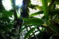 jardin-botanico-madrid-07