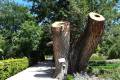jardin-botanico-madrid-19