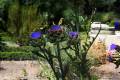 jardin-botanico-madrid-20