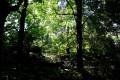 jardin-botanico-madrid-33