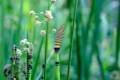jardin-botanico-madrid-36