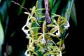 jardin-botanico-madrid-37