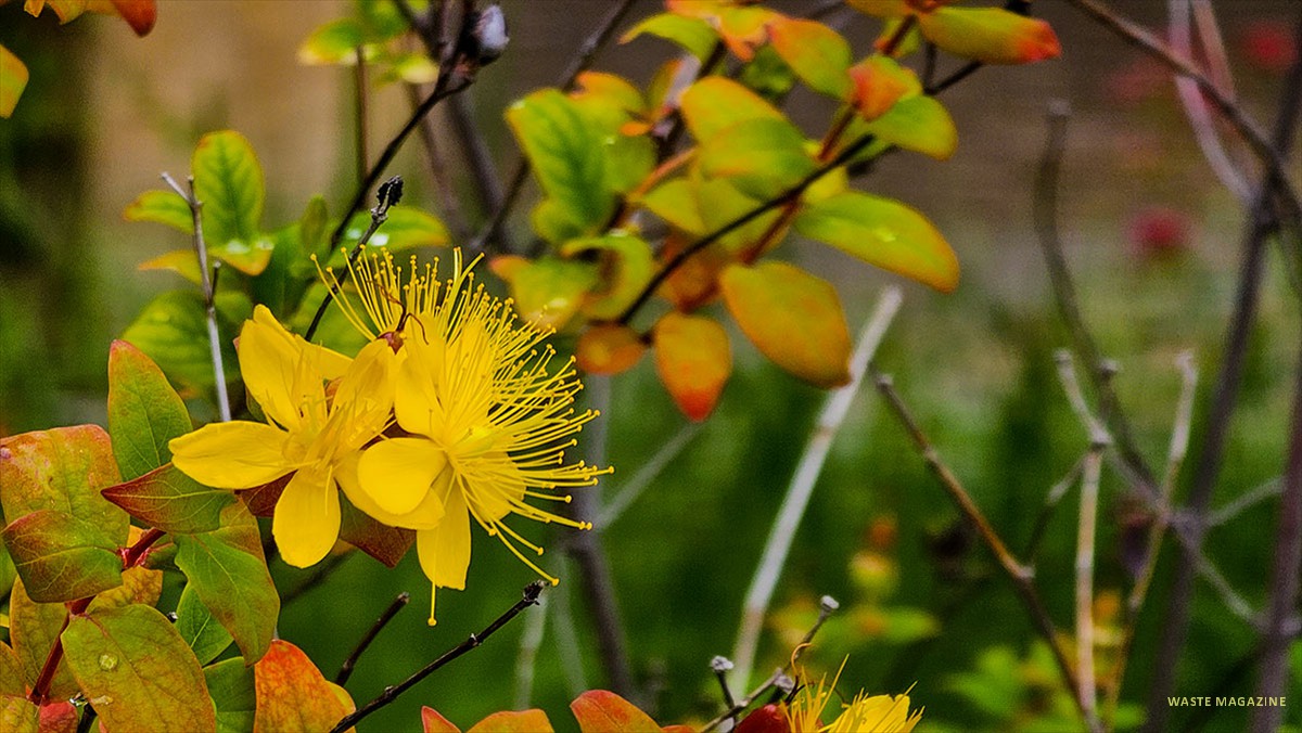 jardin-huerto-calixto-melibea-31