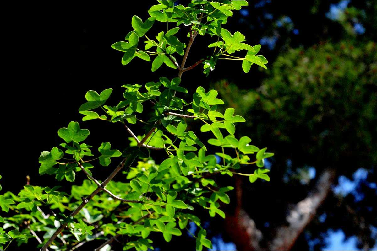 Acer monspesulanum