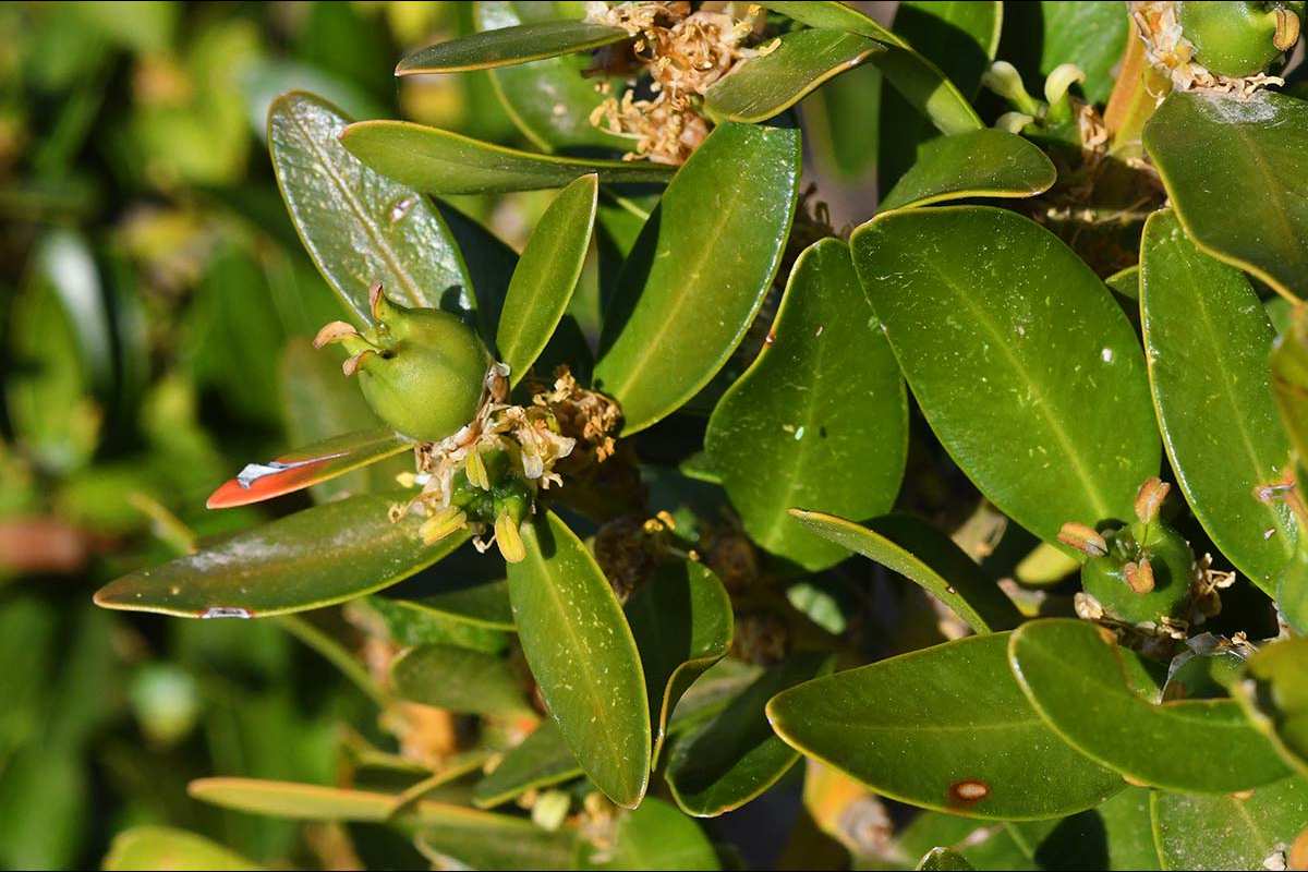 Buxus balearica