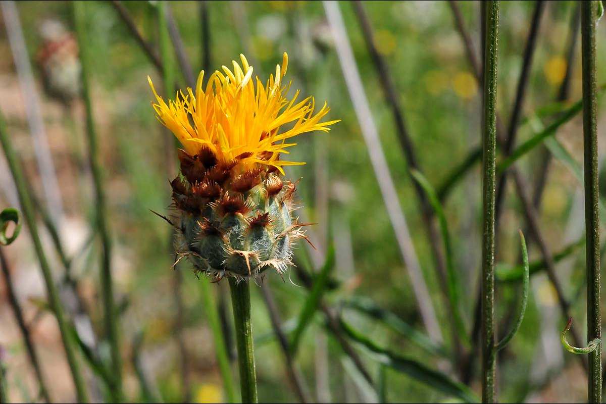 Centaurea prolongi