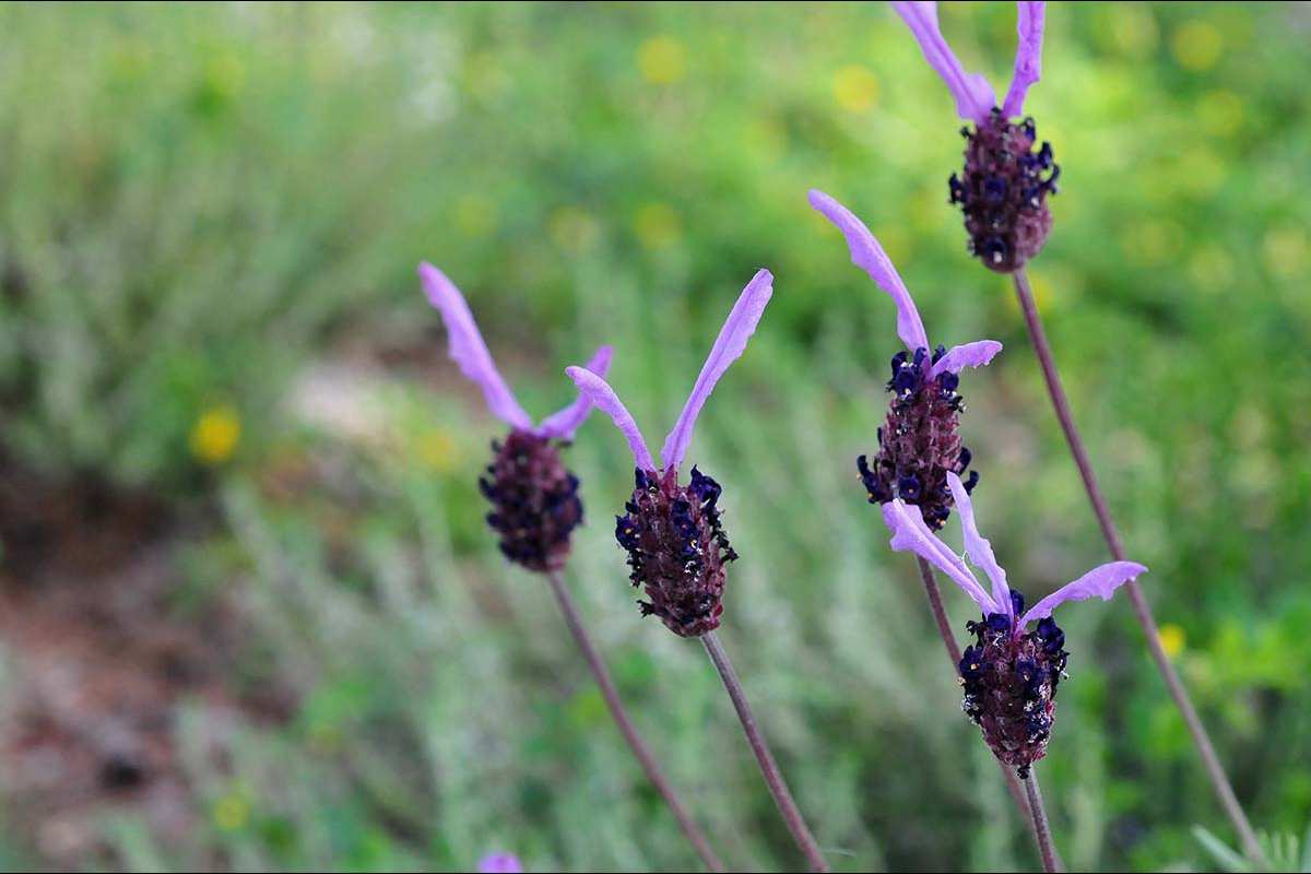 Lavandula pedunculata