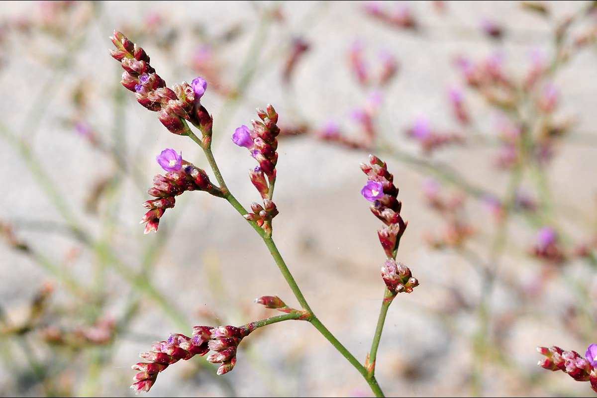 Limonium malacitanum