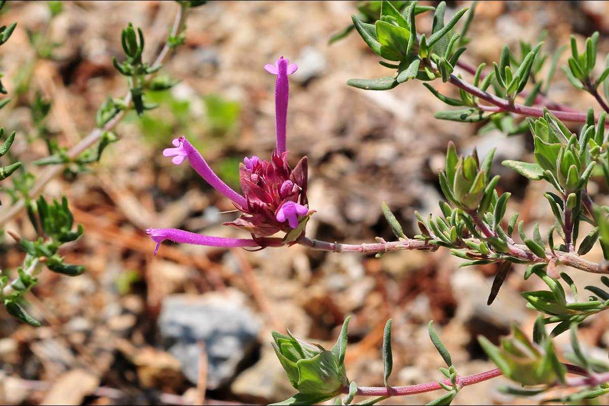 Thymus longiflorus
