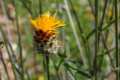 Centaurea prolongi