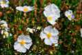 Cistus clusii