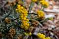 Helichrysum italicum