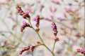 Limonium malacitanum