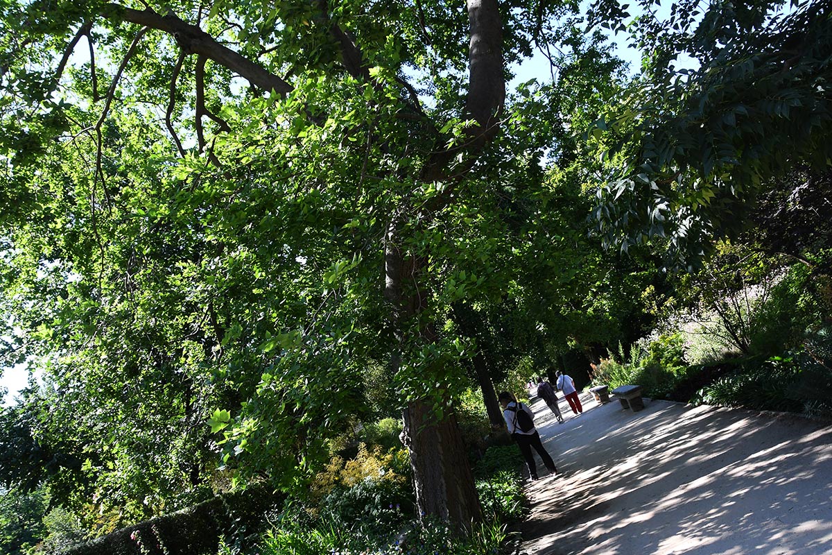 jardinbotanicomadrid03