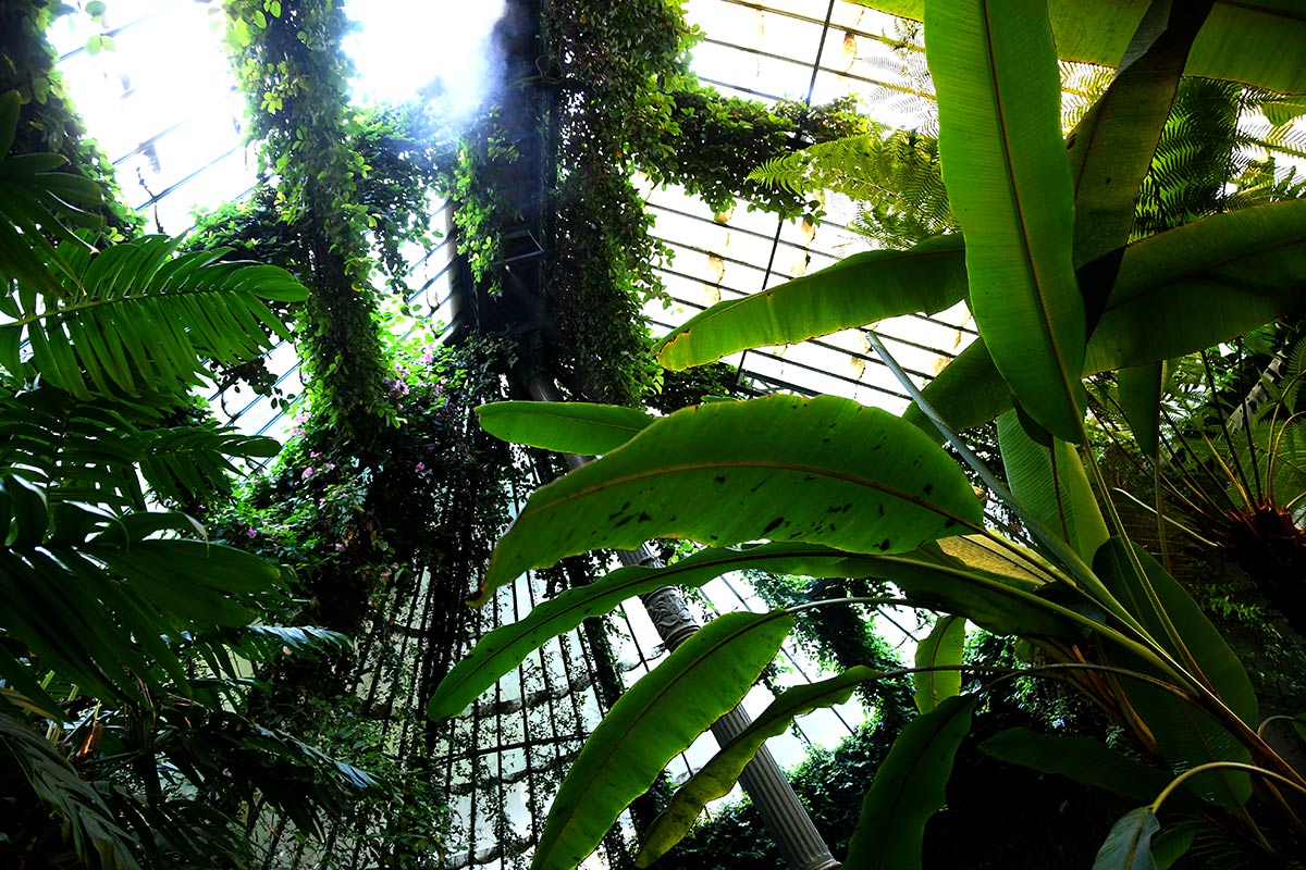 jardinbotanicomadrid04