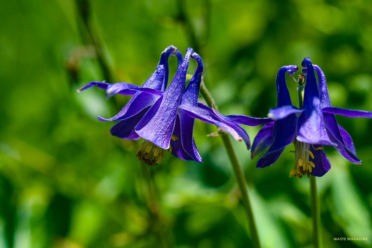 aquilegia79